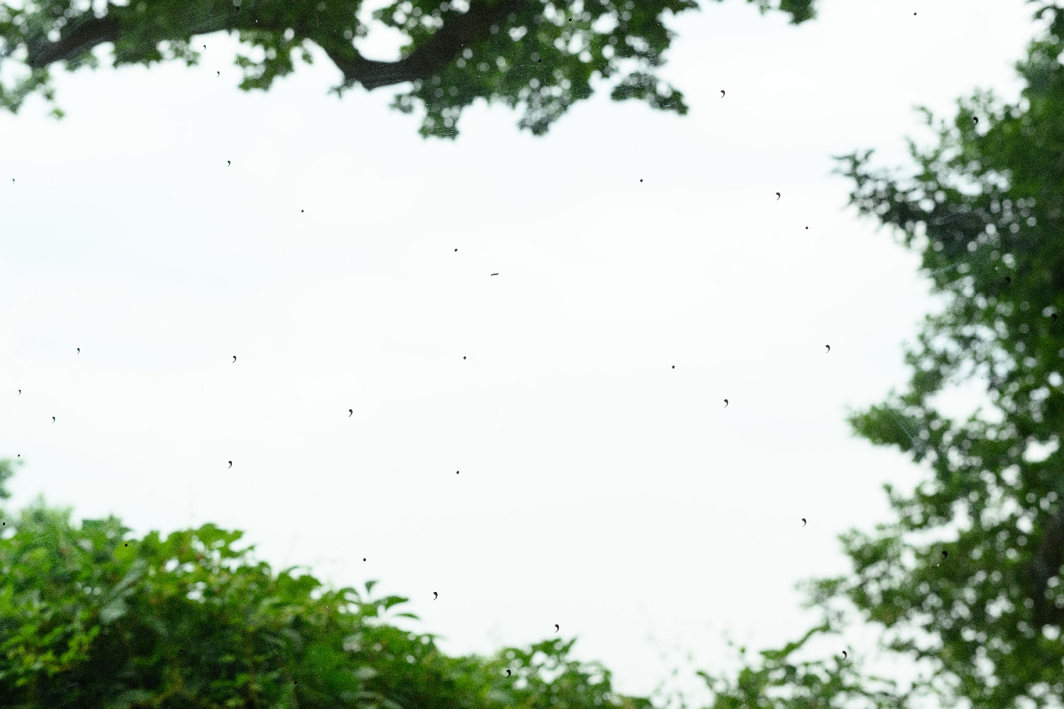 Elfi Seidel, Gesicht und Maske, 2023